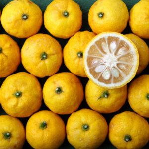 Yuzu